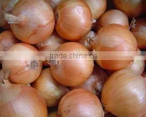 2015 Crop Fresh Yellow Onions With Market Price thumbnail-1