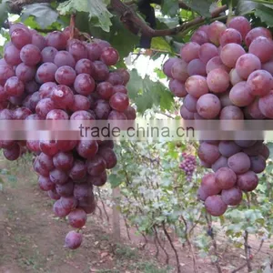 2016 High Germination Rate Big Delicious Grape Seeds for Sale thumbnail-4