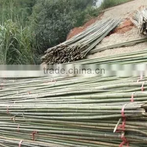 Bamboo Poles thumbnail-4