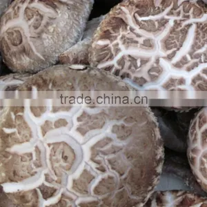 Lentinus Edodes/mushroom Champignon/champignon Mushroom thumbnail-4