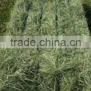 Rhods Grass thumbnail-6