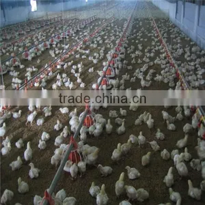 Computer-controlled Poultry Feeding System thumbnail-3
