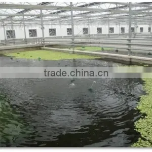 Agriculture Used Commercial Aquaculture Greenhouse thumbnail-2