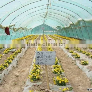 UV Protect Manufacture Greenhouse Plastic Film for Fruits Vegetables Flowers thumbnail-1