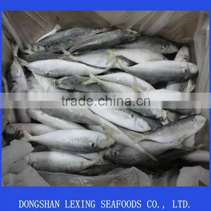 Frozen IQF Horse Mackerel Fish Seafood thumbnail-1