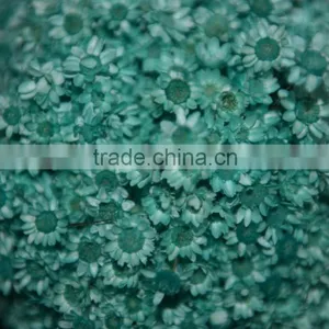 Star Flower (vivid Color) thumbnail-5
