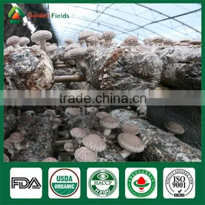 Shiitake Seeds,Shiitake Mushroom Farm,Shiitake Mushroom Spawn thumbnail-5