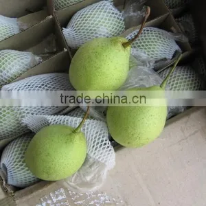 China Shandong Pear/China Delicious Nashi Pear/ya Pear thumbnail-4