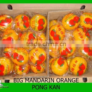 Sell Big Mandarin Orange Brother Kingdom thumbnail-1
