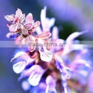 Clary Sage Oil (Natural & Pure) thumbnail-1