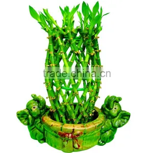 Pineapple Shape Cage Shape Lucky Bamboo Air Bonsai Tree Dracaena Sanderiana Indoor Aquatic Plants Nursery Garden Decoration thumbnail-4