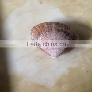 Frozen Boiled Surf Clam Meat With Stomach Removed thumbnail-4