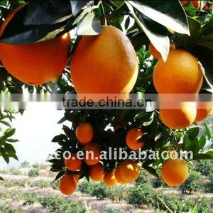 Navel Oranges Manufactures thumbnail-1