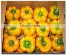 Yellow Pepper thumbnail-1