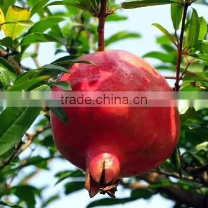 Pure Nature Pomegranate Extract Powder thumbnail-1
