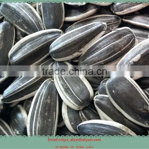 Sell SUNFLOWER SEEDS 5009, 6009, 363, 1121at Cheap Price thumbnail-1