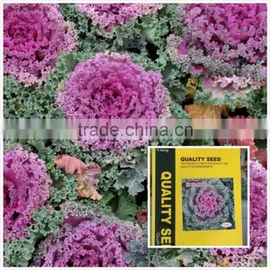 Cold Resistant Pink and Green Lolor Kale Seeds thumbnail-1