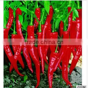 Pure Capsaicin With Factory Price in China thumbnail-1