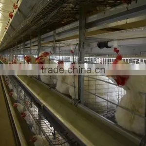 Battery Cages thumbnail-6