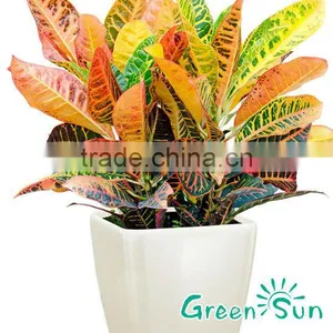 Flower Pots for Garden,pots Garden Planter,planter for Garden thumbnail-4