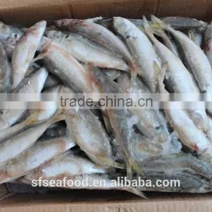 Online Store Suppliers Frozen Mackerel thumbnail-1