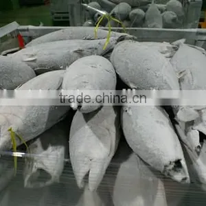 2016 Frozen Skipjack Tuna Whole Round IQF thumbnail-3