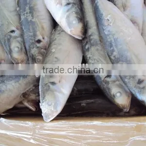 Frozen Whole Horse Mackerel Fish thumbnail-4