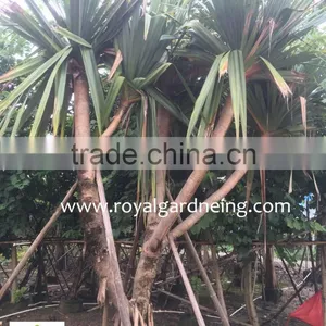Pandanus Utilis High 4-5m Landscaping Tree thumbnail-1