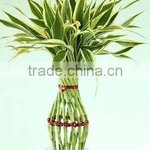 Lucky Bamboo thumbnail-1