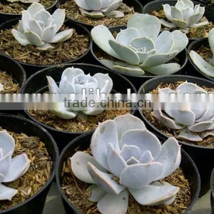 Echeveria Lola thumbnail-1