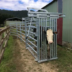Livestock Equipment Hot Dipped Galvanized Steel Pipe Powder Coated Cattle Handling Crate Fencing & Trellis for Yard Crush thumbnail-4