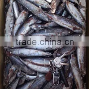 A Grade 5-8pcs/kg Seafrozen Bonito WR thumbnail-4