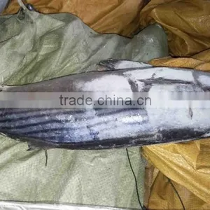 Competitive Price and High Quality Belted Bonito and Sarda Orientalis thumbnail-6