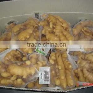 Fresh Mature Ginger thumbnail-1