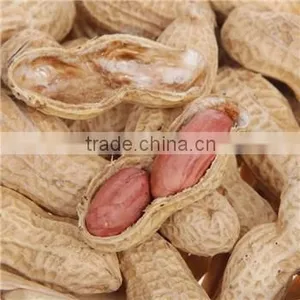 Roasted Peanut Inshell thumbnail-1
