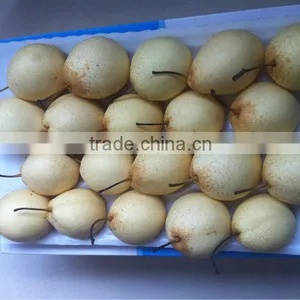 Ya Pear Hot Sale in Low Price thumbnail-1