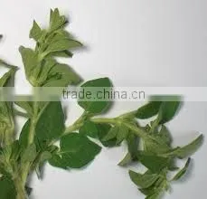 Oregano Oil (Origanum Vulgare) thumbnail-1