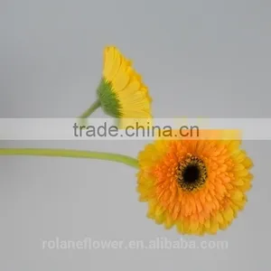 Export Wholesale Silk Gerbera Daisy Flowers Foam Gerbera Flower With 20stems/bundle From Yunnan, China thumbnail-5