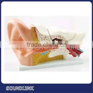High Quality Ear Anatomy Model From Soundlink thumbnail-2