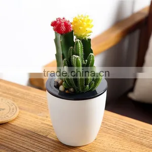 Indoor Cactus Plants for Classroom thumbnail-1