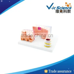 Best Price Good Quality Trracheal Struture Model 100% Factory thumbnail-1