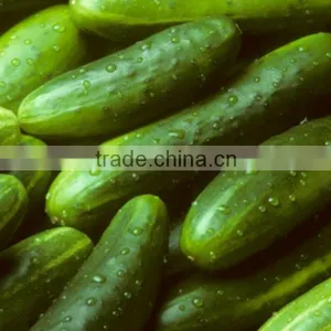 Fresh Cucumber thumbnail-1
