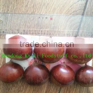 Dandong China Chestnut thumbnail-1