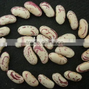 Light Speckled Kidney Beans With Long Shape thumbnail-1