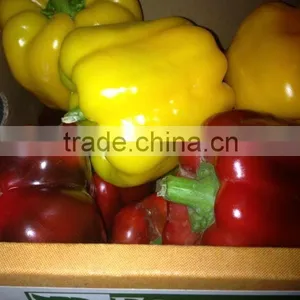 Farm Fresh Color Capsicum From Egypt thumbnail-1