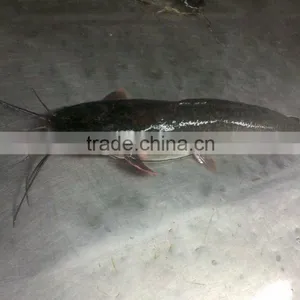 Whole Catfish thumbnail-1