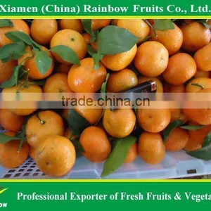 Fresh Shatang Orange thumbnail-1