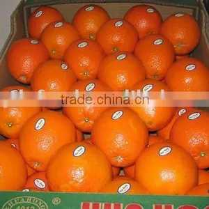 Good Quality Navel Orange thumbnail-1