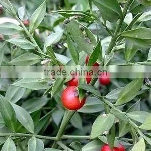 Butcher's Broom Root Extract Ruscus Aculeatus Root Extract thumbnail-5