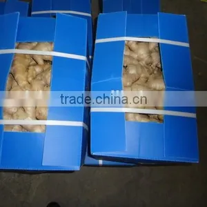 Fresh Washed Ginger thumbnail-6